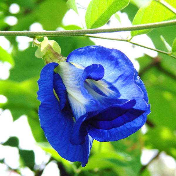 Egrow 50Pcs Purple Clitoria Ternatea Seeds Home Garden Bonsai Outdoor Climbing Seeds