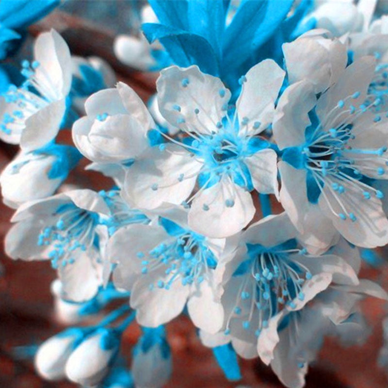 Egrow 10 Pcs/Bag Blue Cherry Seeds Blue Sky White Cherry Garden Mini Bonsai Sakura Flores Beautiful Ornamental Plants
