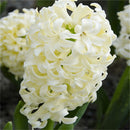 Egrow 100Pcs Hyacinth Flower Seeds Mixed Color Beautifying Garden Bonsai Potted Blooming Plant
