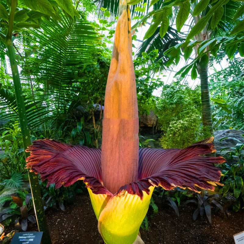 Egrow 10Pcs/Pack Corpse Flower Seeds Beautiful Flower of Indonesia The World's Largest Flower