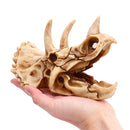 Resin Model Triceratops Dinosaur Skull Head Teaching Bone Collectible Craft Gift Decorations