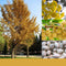 Egrow 5 Pcs/Pack Ginkgo Biloba Seeds Rare Maidenhair Tree Seed Strong Adaptability Garden Fruit Tree