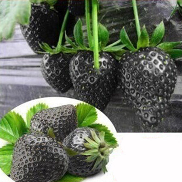 500Pcs Black Strawberry Seeds Garden Fruit Seeds Heirloom Super Strawberry Garden Seeds Climbing