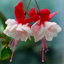 Egrow 10Pcs Fuchsia Lanterns Flower Seeds Garden Balcony Begonia Bell Pot Flower Seeds