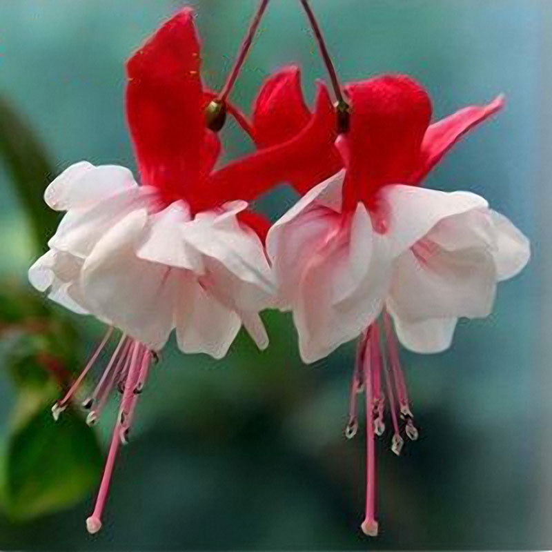 Egrow 10Pcs Fuchsia Lanterns Flower Seeds Garden Balcony Begonia Bell Pot Flower Seeds