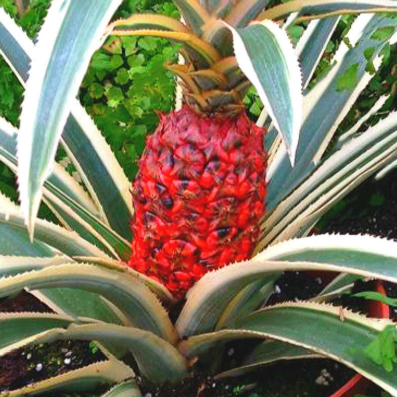 Egrow 100 Pcs/Bag Pineapple Seeds Dwarf Pineapple Plantas Tree Fruit Rare Bonsais Plant Bonsai For Home Garden Decoration
