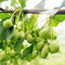 Egrow 5 Pcs/Pack Ginkgo Biloba Seeds Rare Maidenhair Tree Seed Strong Adaptability Garden Fruit Tree