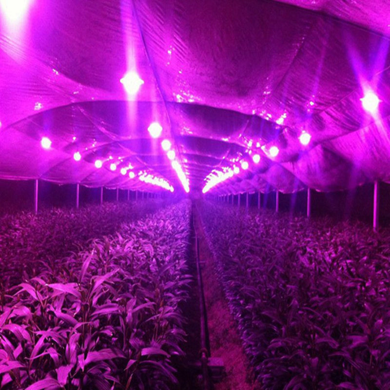 High Power 20W 30W 50W Full-spectrum COB LED Grow Light Chip with Lens for Floodlight AC110V/220V