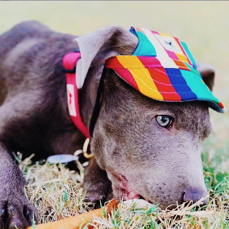 Summer Pet Dog Cute Print Cap Baseball Hat Small Dog Outdoor Hat Baseball Cap Pet Grooming Dog Hat Pets Accessories For Dogs Cats