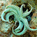 Egrow 100 PCS Garden Succulent Bonsai Various Lithops Seeds Living Stone Flower Cacti Cactus Plant