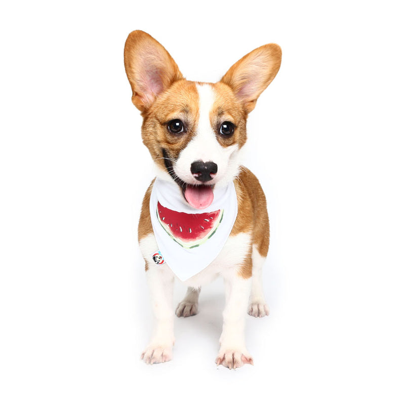 Pet Dog Cotton Personalized Collar Summer Winter Pet Bids Puppy Watermelon Collar