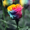 Egrow 200Pcs Rainbow Rose Seeds Rare Colorful Flower Potted Plant Garden Bonsai