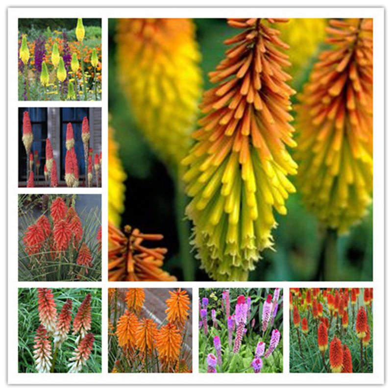 Egrow 50Pcs/Pack Torch Lily Seeds Bonsai Torch Lily Plant Perennial Potted Family Garden Beautiful Decorative Flowe