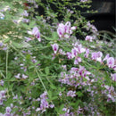 Egrow 50 Pcs/Pack Lespedeza Seeds Lespedeza Semente Plant Lespedeza Bicolor Tree