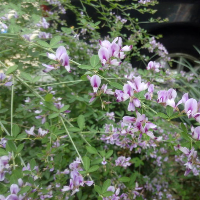 Egrow 50 Pcs/Pack Lespedeza Seeds Lespedeza Semente Plant Lespedeza Bicolor Tree