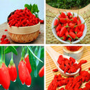 Egrow 100 Pcs/Pack Wolfberry Seeds Outdoor Wolfberry Organic Heirloom Fruit For Garden DIY Lycium Chinense Herb Plant Medlar