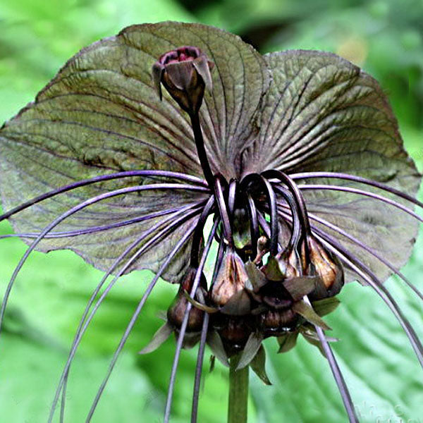 Egrow 100pcs/Bag Black Tiger Shall Orchid Seeds Multiple Varieties Orchid Flowers Seeds for Garden