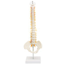 Spine Anatomical Model With Pelvis Femur Heads 1/2 Life Size Lab Equipment Detailed Vertebral Column Human Mould