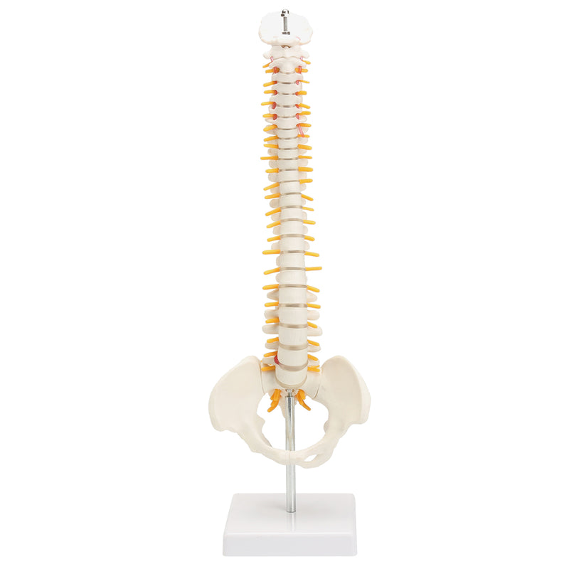 Spine Anatomical Model With Pelvis Femur Heads 1/2 Life Size Lab Equipment Detailed Vertebral Column Human Mould