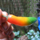 Egrow 100Pcs/Pack Pepper Seeds Special Multicolor Vegetables Fruit USA Bull Horn Pepper Spicy Moderate Bonsai For Home Garden