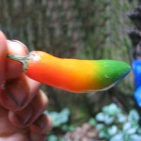 Egrow 100Pcs/Pack Pepper Seeds Special Multicolor Vegetables Fruit USA Bull Horn Pepper Spicy Moderate Bonsai For Home Garden