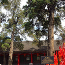 Egrow 60 Pcs/Pack Phoenix Tail Cypress Tree Seeds Phoenix Tail Cypress Tree Semente Plant Chamaecyparis Obtusa Filicoides