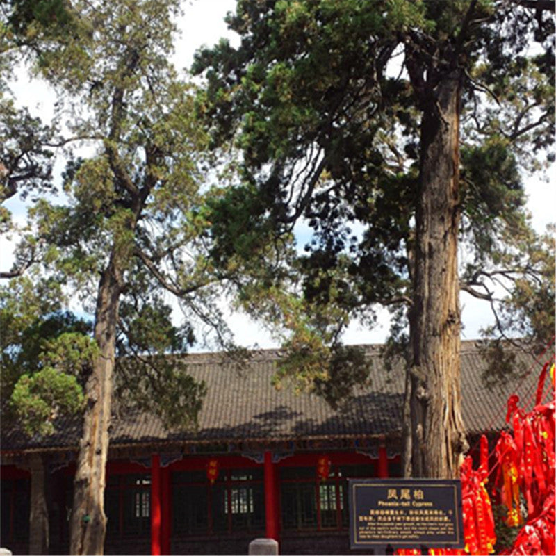 Egrow 60 Pcs/Pack Phoenix Tail Cypress Tree Seeds Phoenix Tail Cypress Tree Semente Plant Chamaecyparis Obtusa Filicoides