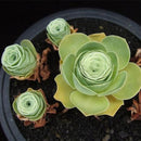 Egrow 100Pcs/Pack Greenovia Flowers Seeds Green Mountain Rose Succulent Plants Bonsai Seed
