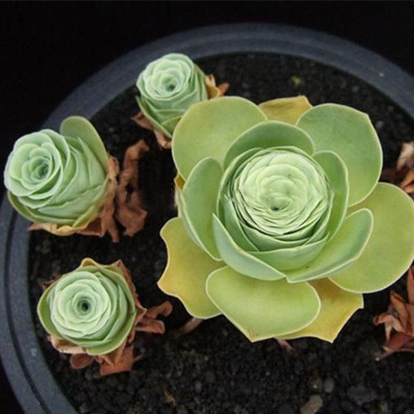 Egrow 100Pcs/Pack Greenovia Flowers Seeds Green Mountain Rose Succulent Plants Bonsai Seed