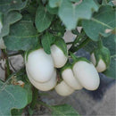 Egrow 100 Pcs/Pack Tomato Seeds White Tomato Organic Bonsai Home Vegetable Seeds Small Middle Large