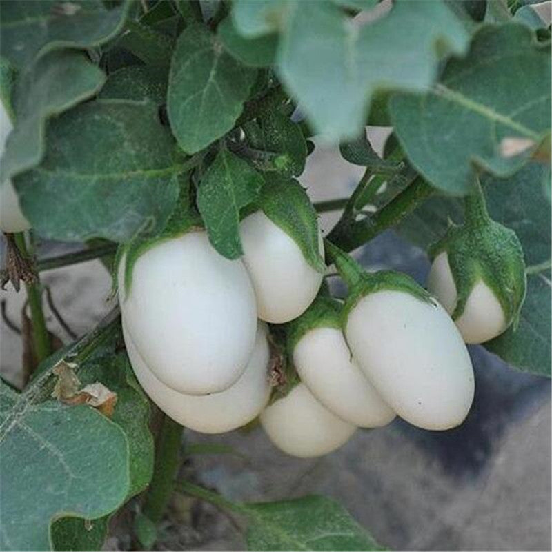 Egrow 100 Pcs/Pack Tomato Seeds White Tomato Organic Bonsai Home Vegetable Seeds Small Middle Large