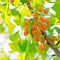 Egrow 5 Pcs/Pack Ginkgo Biloba Seeds Rare Maidenhair Tree Seed Strong Adaptability Garden Fruit Tree