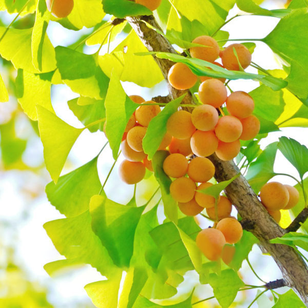 Egrow 5 Pcs/Pack Ginkgo Biloba Seeds Rare Maidenhair Tree Seed Strong Adaptability Garden Fruit Tree