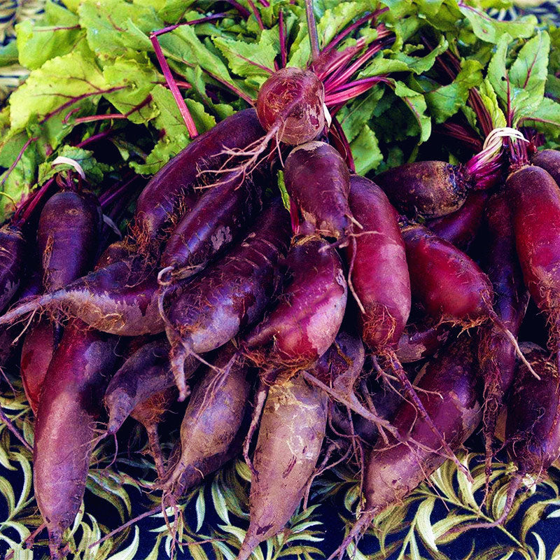 Egrow 100 Pcs/Pack Beetroot Seeds Beetroot Plants Green Vegetable Beta Vulgaris Bonsai Plantas Hardy Vegetable