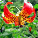 Egrow 100PCS Lily Seeds Plants indoor bonsai perfume lily seeds lily flower seeds For Garden Home