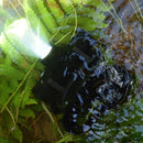 XANES D10 1000LM XPL LED 6 Modes Stepless Dimming USB Charging Interface IPX6 Waterproof Headlamp