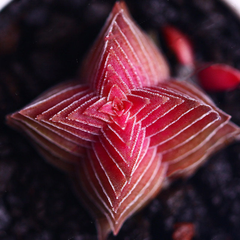 Egrow 100Pcs/Pack Succulent Lithops Plants Seeds Echeveria Succulents Flower Indoor Plant For Home Grden