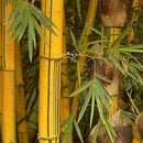 Egrow 50pcs/Bag Golden Bamboo Seeds New Semente Rare Golden Bamboo Tree Seeds for Home Garden Plants