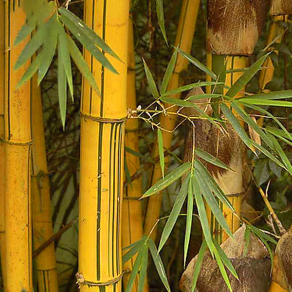 Egrow 50pcs/Bag Golden Bamboo Seeds New Semente Rare Golden Bamboo Tree Seeds for Home Garden Plants
