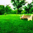 Egrow 1000 PCS/Pack Turfgrass Seeds Green Source Turfgrass Grass Plant Evergreen Lawn Plantas Flower Flores Home Garden Bonsai