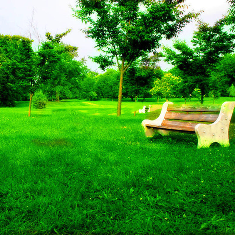 Egrow 1000 PCS/Pack Turfgrass Seeds Green Source Turfgrass Grass Plant Evergreen Lawn Plantas Flower Flores Home Garden Bonsai