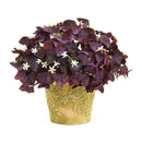 Egrow 100 Pcs/Pack Oxalis Seeds Oxalis Flower Purple Shamrock Clover Bonsai Plant Perennial Outdoor For Home Garden