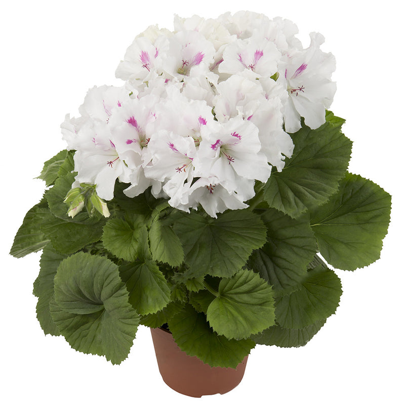 Egrow 100Pcs Geranium Seeds Variegated Geranium Flowers Winter Bonsai Garden Potted Plants