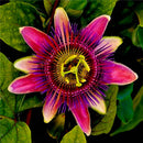 Egrow 50Pcs/Pack Passiflora Incarnata Seeds Home Garden Plants Passion Fruit Flower Bonsai Seeds