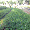 Egrow 20 Pcs/Pack Sandalwood Seeds Sandalwood Tree Santalum Album Rare Sanders