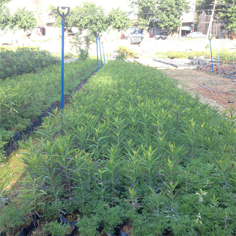 Egrow 20 Pcs/Pack Sandalwood Seeds Sandalwood Tree Santalum Album Rare Sanders