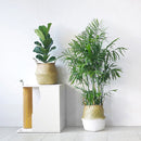 Egrow 5 Pcs/Pack Potted Bamboo Seeds Home Decoration Areca Palm Bonsai Butterfly Palm Plants Bonsai