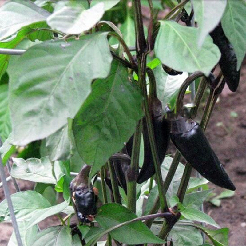 Egrow 100 Pcs/Pack Pepper Seeds Black Cobra Peppers Chili Rare NO-GMO Vegetable For Home Garden