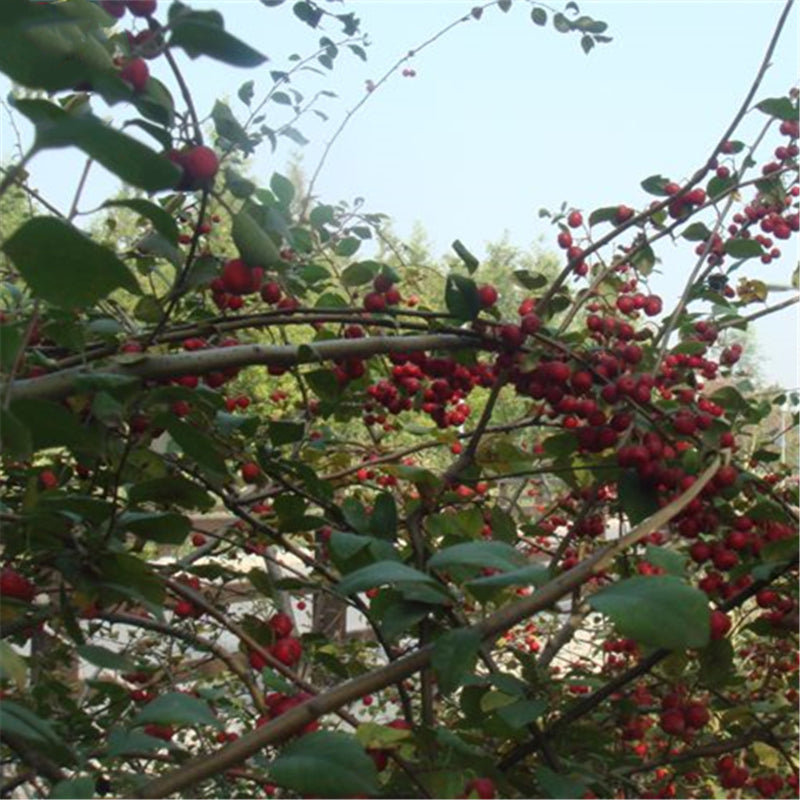 Egrow 20 Pcs/Pack Cotoneaster Seeds Xunzi Tree Plant Cotoneaster Multiflora
