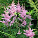 Egrow 50 Pcs/Pack Astilbe Seeds Chinese Astilbe Plant Astilbe Chinensis Flower Seeds
